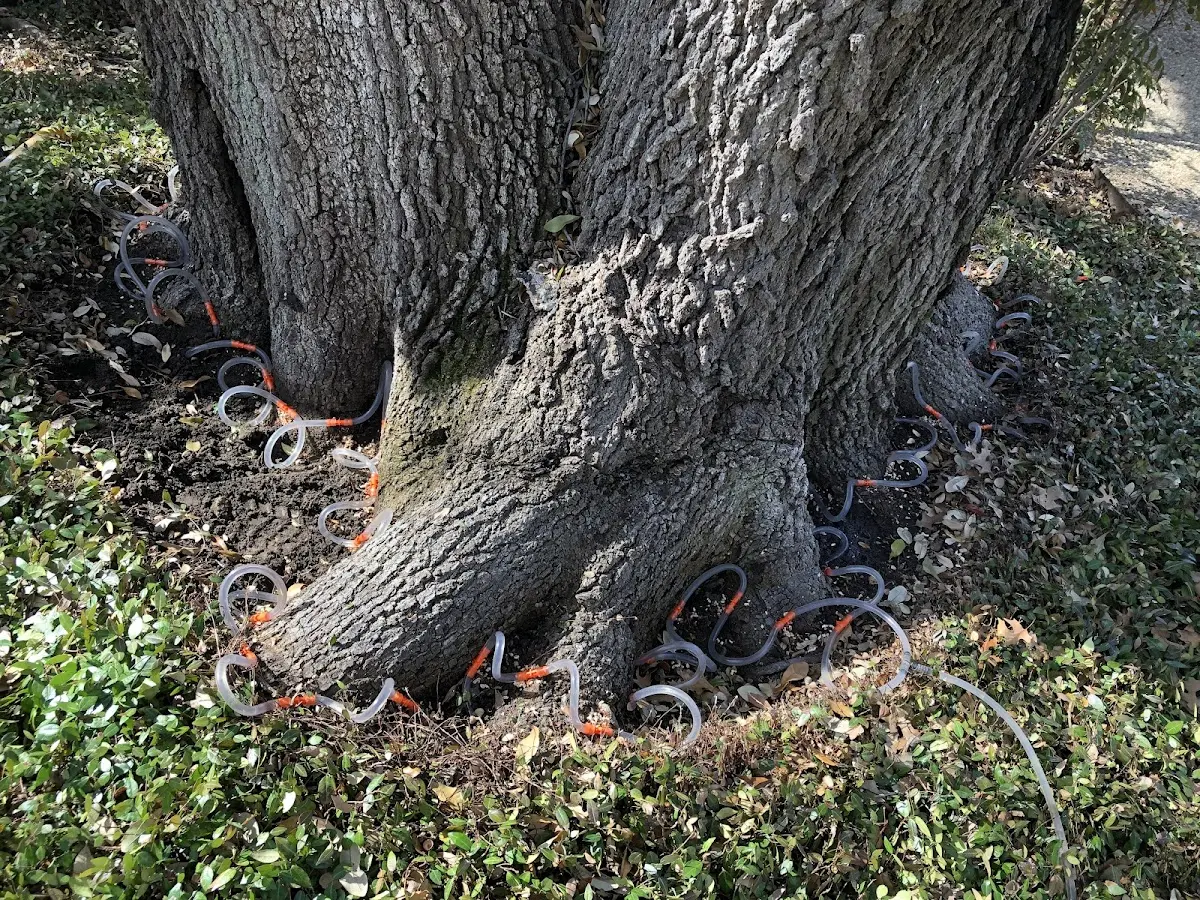 Detailed Tree Cabling and Bracing job site in Russell